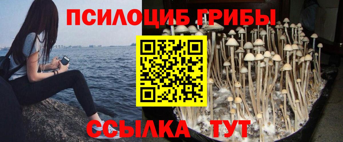 Галлюциногенные грибы Psilocybine cubensis  Вход с VPN  Заволжье  Псилоцибиновые грибы прущие грибы 